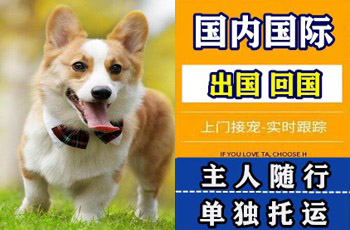 益阳市宠物托运公司益阳市宠物托运公司益阳市宠物托运公司