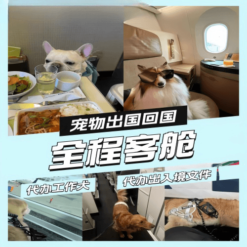 益阳市宠物托运到白俄罗斯宠物入境规定和要求
